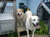 Daisy and Duke