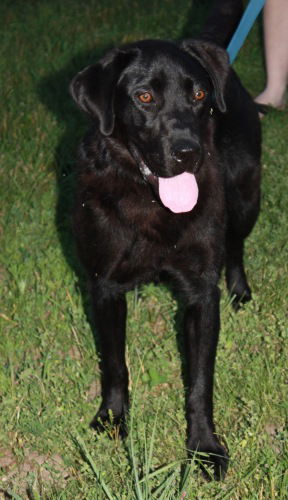 Bailey