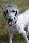 Oakley