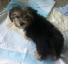 BamBam