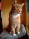 Achilles