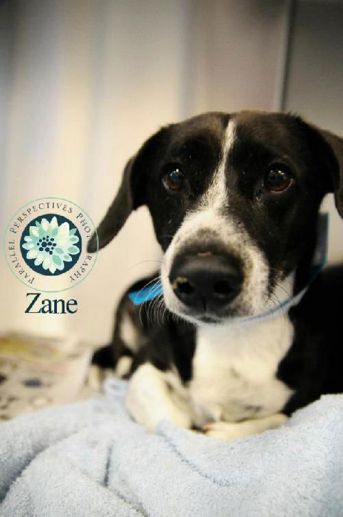 Zane