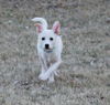 Daisy