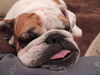Daisy Mae D120337
