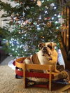 Daisy Mae D120337