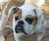 Daisy Mae D120337