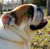 Daisy Mae D120337