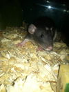 Daisy