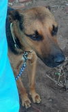 Dagan