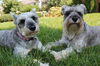 Babette (Bette) D120809
