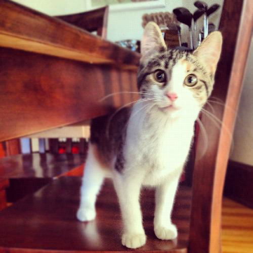 Callie