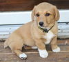 Sable