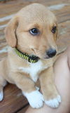 Sable