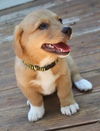 Sable
