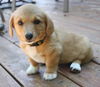 Sable