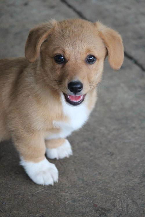 Sable