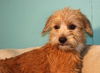 Babette-2