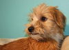 Babette-2