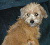 Babette-2