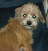 Babette-2