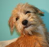 Babette-2