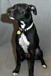 Callie D122083