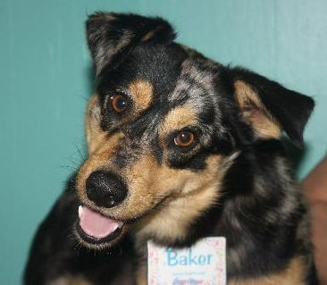 Baker