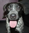 Oreo D122203