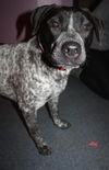 Oreo D122203