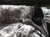 Oreo D122203