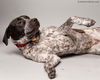 Oreo D122203