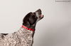 Oreo D122203