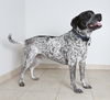 Oreo D122203