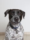 Oreo D122203