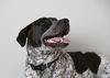Oreo D122203