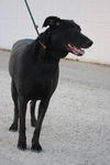 Nala D130118