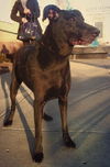 Nala D130118