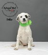 Dallie D130178