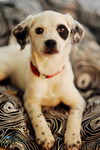 Dallie D130178