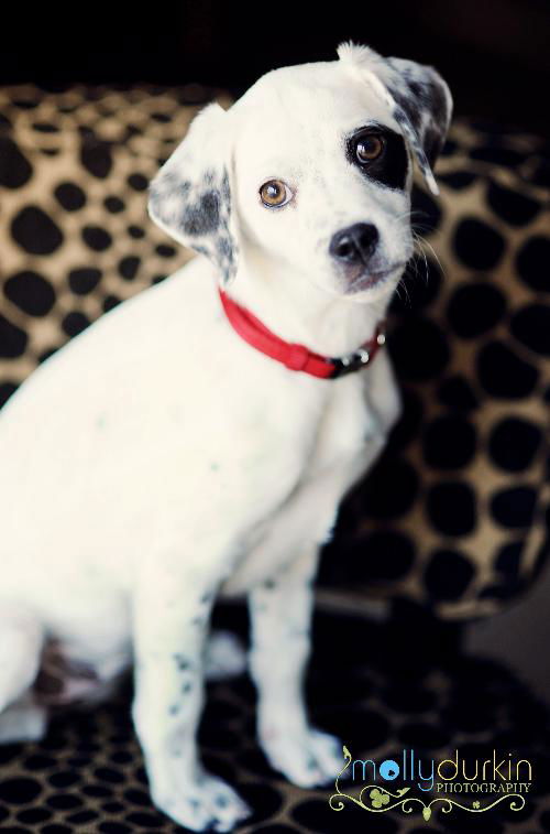 Dallie D130178
