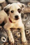 Dallie D130178