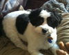 Daisy D130401