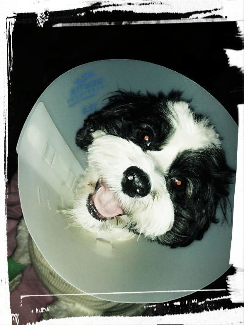 Daisy D130401
