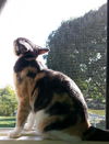 Callie C130059