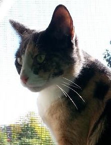 Callie C130059
