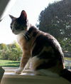 Callie C130059