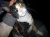 Callie C130059
