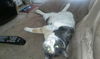 Callie C130059