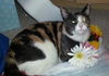 Callie C130059
