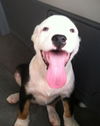 Callie D130637